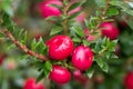 Tea berry Gaultheria procumbens, close-up berries